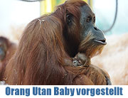 Tierpark Hellabrunn hat ein neues Orang-Utan Baby - vorgestellt wurde es am 07.02.2014  (©Foto: Martin Schmitz)